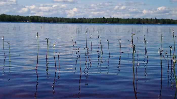 Nuottaruohoja Kovesjärvellä .JPG