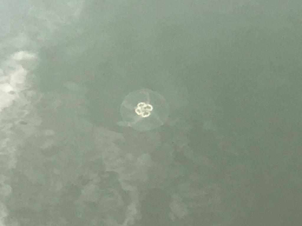 Box-Lönndalintien rannalla-ObsIMG-201909281530-88.jpeg