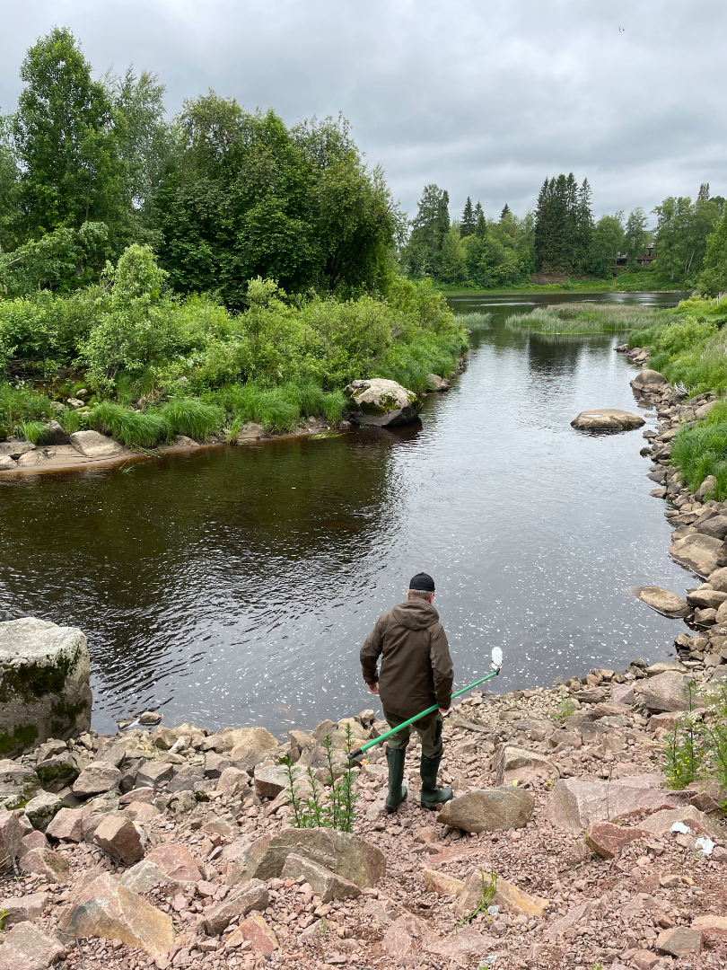 Alavieskan alue (53.022)-Kalajoki, Varpusaari-ObsIMG-202506241316-1750973796465.png