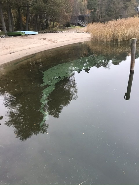 Paraisten sisäsaaristovedet-Rotarien sinileväseuranta (Airisto, Sandviken)-ObsIMG-202011010741-74.jpeg