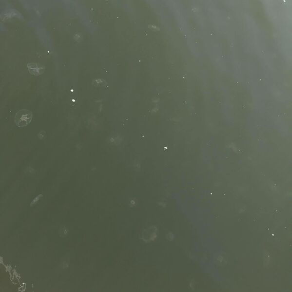 Tiedosto:Helsinki-Porkkala-Harmaja, eteläpuoli-ObsIMG-201709171534-60.jpg