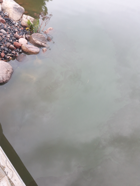 Tiedosto:Köyliönjärvi (34.054.1.001)-Valtakunnallinen sinileväseuranta (Yttilän Otta)-ObsALG-202308300727-64eec5360068b.png