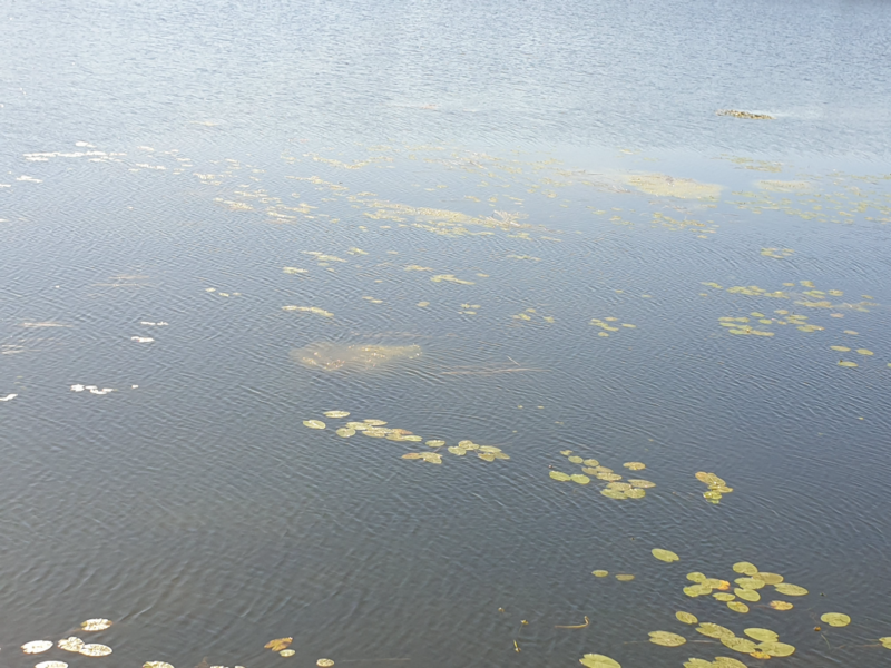 Tiedosto:Kaihunlahti (04.151.1.035)-Pohjoisranta-ObsIMG-202408131008-66bb077704dc2.png