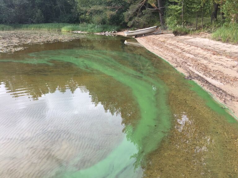 Kallavesi (yhd.)-Vaajasalo, eteläranta-ObsALG-201808311400-40.jpeg