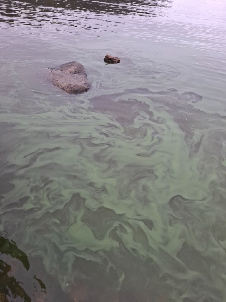 Kangosjärvi (67.482.1.001)-Havaintopaikka 3-ObsIMG-202509061544-1757162753750.png