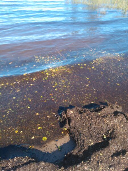 Tiedosto:Maita rannalla.jpg