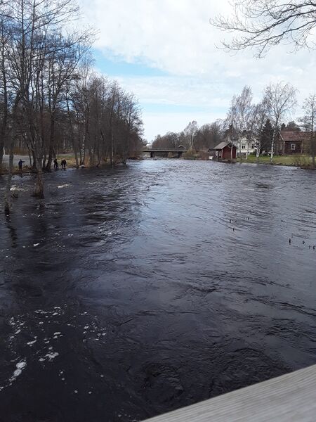 Tiedosto:Merikarvianjoen suualue (36.011)-Holmankoski-ObsIMG-201805071208-54.jpg