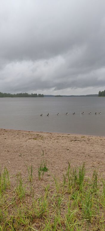 Päijänne (yhd.)-Valtakunnallinen sinileväseuranta (Asikkalanselkä, Kuotaan uimaranta)-ObsIMG-202007010800-7.jpg