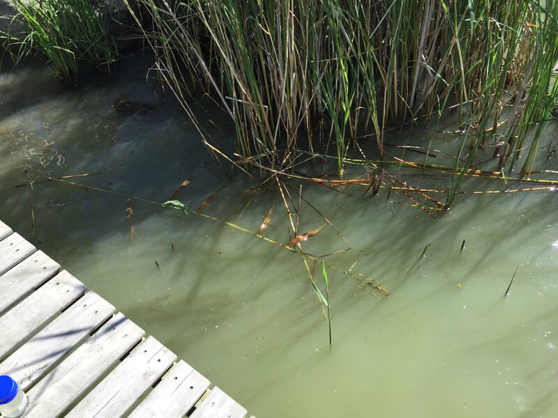 Tiedosto:Sääskjärvi (16.004.1.001)-Valtakunnallinen sinileväseuranta-ObsIMG-201607191111-64.jpeg