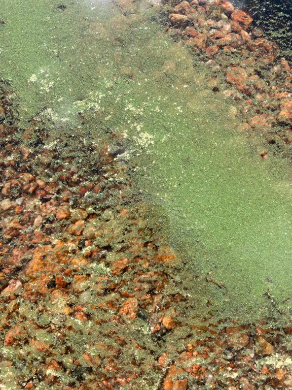 Vuohijärvi (14.912.1.001)-Kirjokivenlahti-ObsIMG-202507021821-68654f33039c1.png