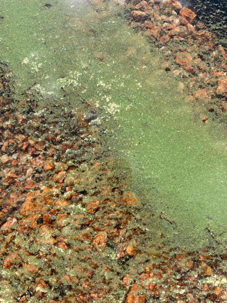 Vuohijärvi (14.912.1.001)-Kirjokivenlahti-ObsIMG-202507021821-68654f33039c1.png