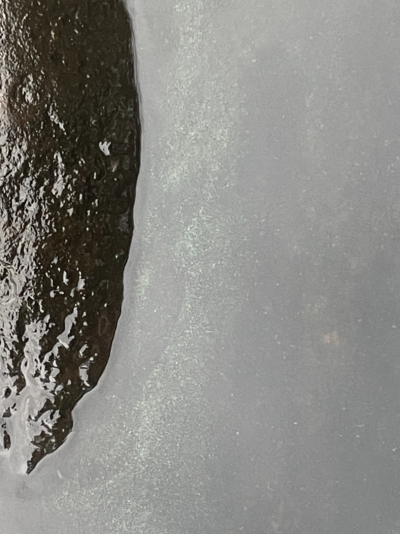 Kallavesi (yhd.)-Vaajasalo, eteläranta-ObsALG-202110090951-61613cc010e55.png