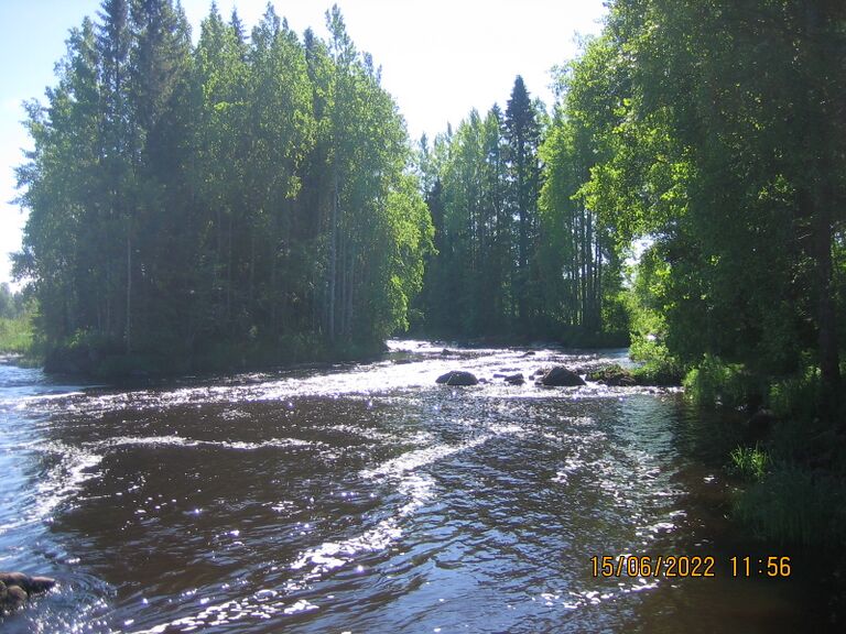 Kupuliskosken etelähaara.JPG