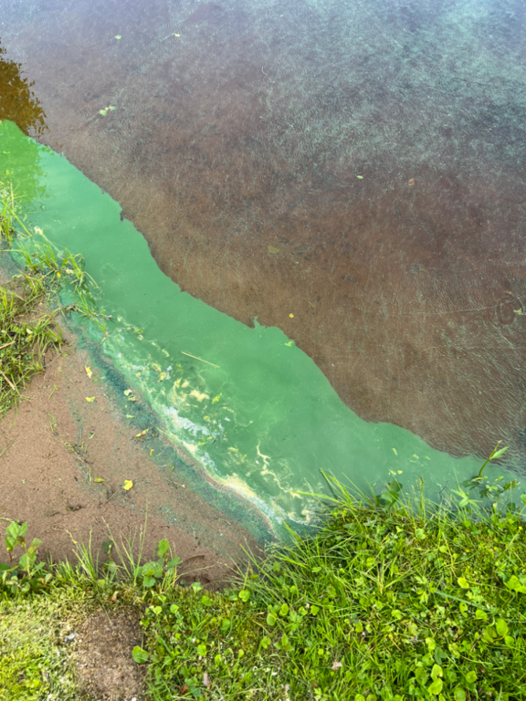 Luodonjärvi (99.110.1.001)-Havaintopaikka 1-ObsIMG-202206201052-62b41c91b48e6.png