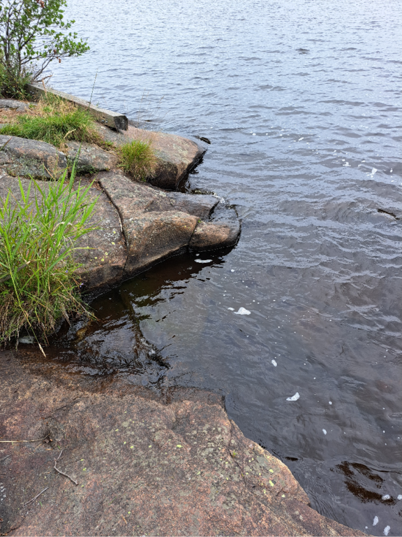 Luodonjärvi (99.110.1.001)-Valtakunnallinen sinileväseuranta-ObsALG-202307251624-64bfccdb006b6.png