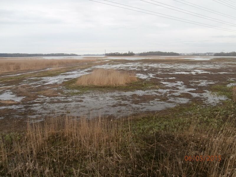 Tiedosto:Purolahden lintutornista.JPG