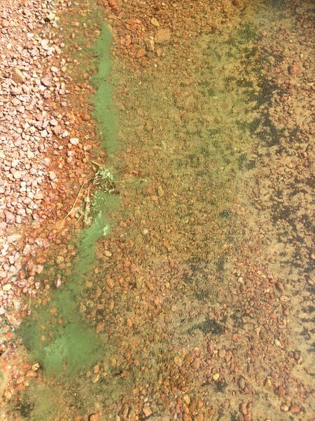 Tiedosto:Vuohijärvi (14.912.1.001)-Havaintopaikka 1-ObsIMG-201907151306-16.jpg