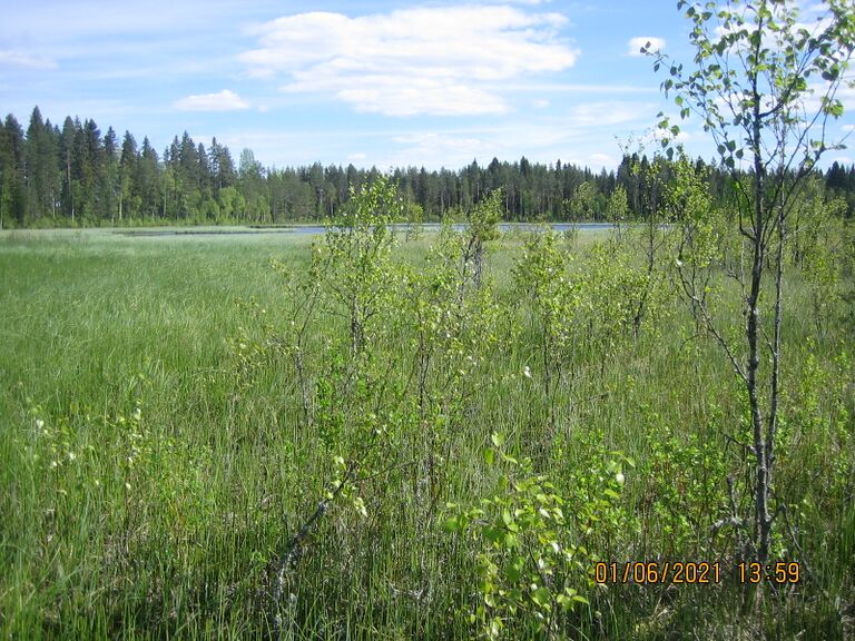 Kalapudas Kotilampi.JPG