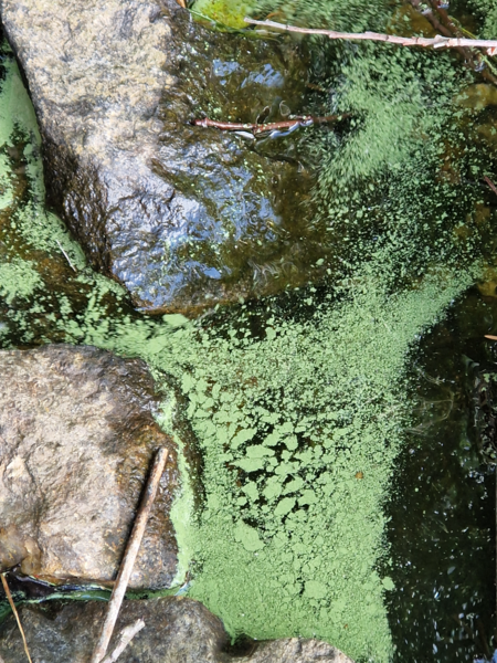 Tiedosto:Koskio (14.175.1.001)-Havaintopaikka 1-ObsIMG-202307080830-64a97e14ee15d.png