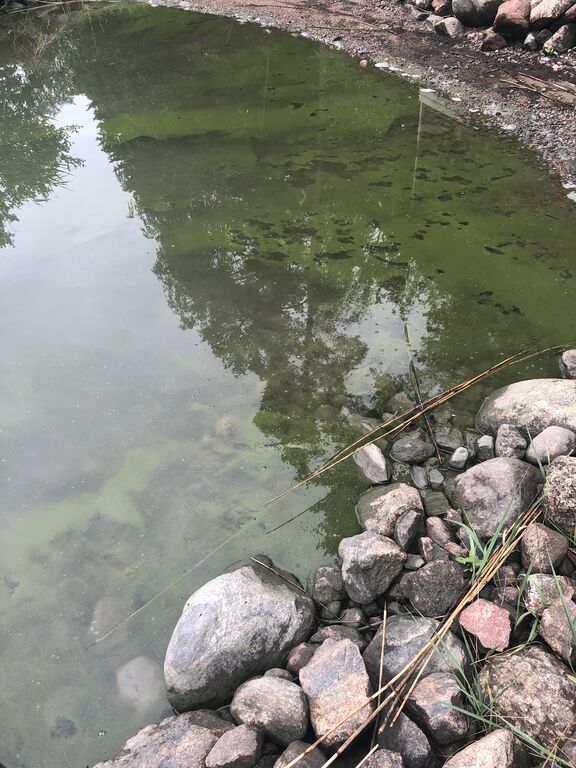 Kuusiston salmet ja Piikkiönlahti-Önsholm-ObsALG-202006301054-8.jpeg