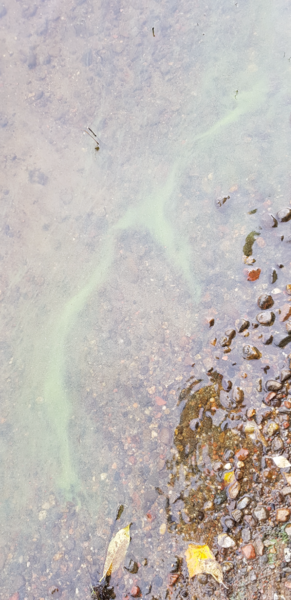 Tiedosto:Pälkänevesi (yhd.)-Pälkänevesi, Luikalan kylä, Kuurunlahti-ObsIMG-202209251120-633010c7be6fd.png