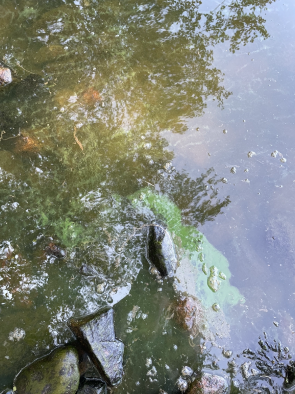 Pyhäjärvi (35.931.1.002)-Havaintopaikka 2-ObsIMG-202107261226-60fe803ac4dea.png