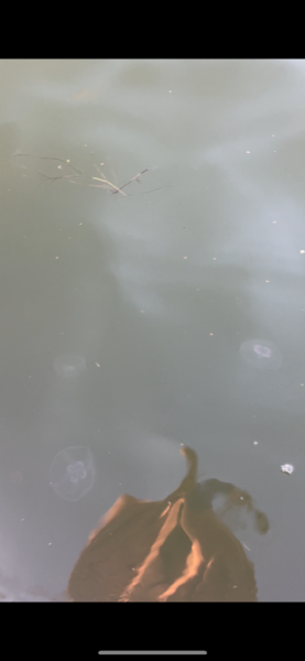 Tiedosto:Seurasaari-Havaintopaikka 5-ObsJELLY-202309061910-64f9489e71347.png