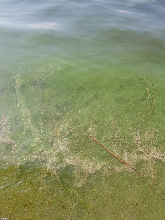 Sinilevä Koivuniemi.jpeg