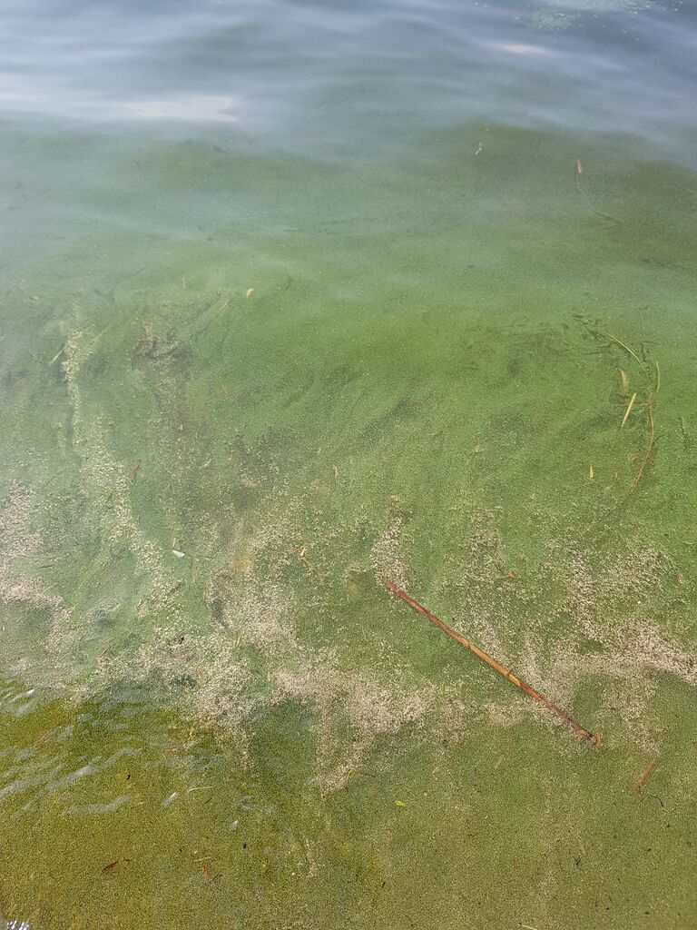 Sinilevä Koivuniemi.jpeg