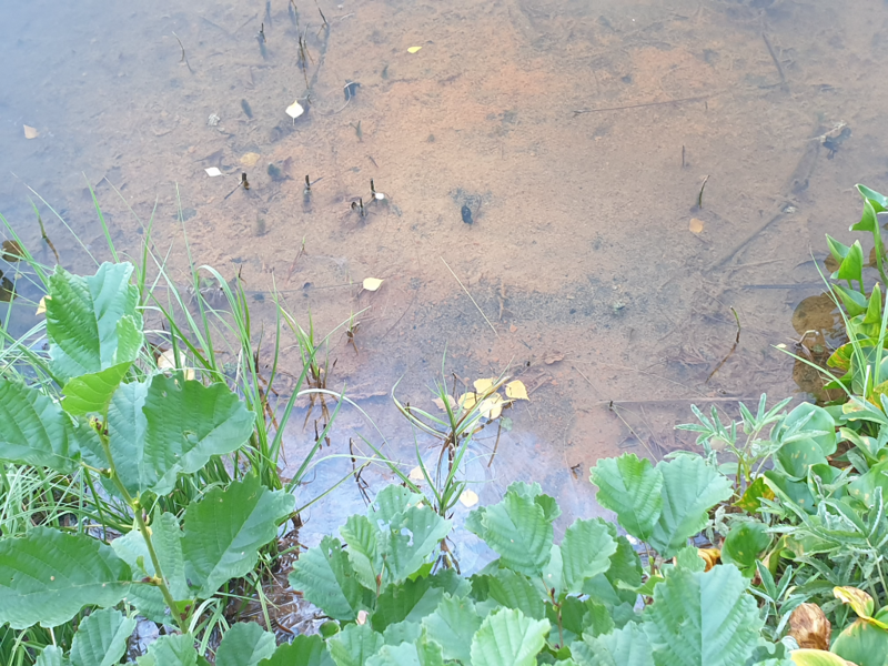 Tiedosto:Urpolanlampi (04.152.1.001)-Uusi hulevesiputki-ObsIMG-202408282000-66cf586b6ec18.png