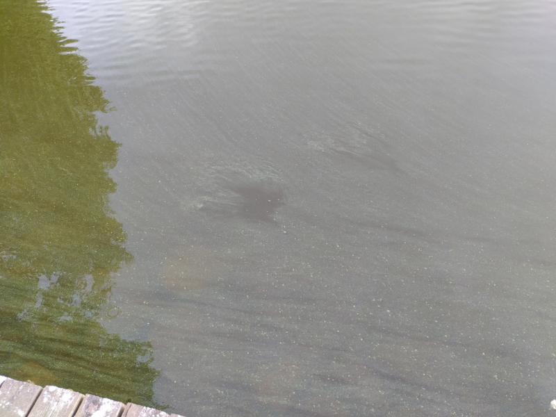 Tiedosto:Vanajavesi (yhd.)-Petäyksen takaranta-ObsIMG-202208011706-62e82f4e738a5.png