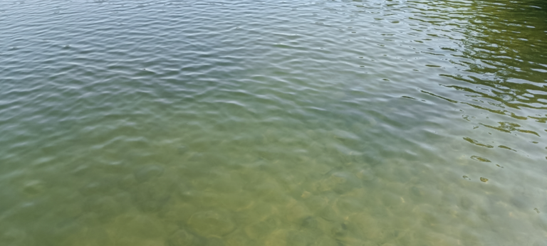 Vitträsk (81.059.1.001)-Luoman uimaranta-ObsIMG-202405311116-665987fd70835.png