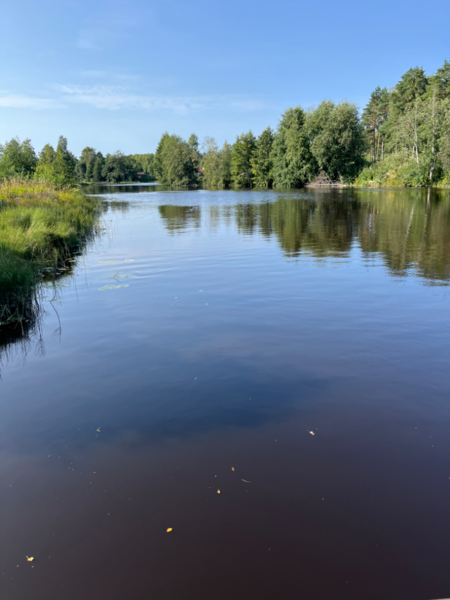 Tiedosto:Eteläjoen alue (36.016)-Rotarien sinileväseuranta (Noormarkku, Kaarinanranta)-ObsIMG-202408201619-66c4986cb1b90.png
