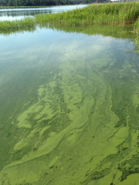 Tiedosto:Hakkenpää - Tuulvesi-Ruissaarenaukko lokalahti-ObsIMG-201806171517-70.jpg