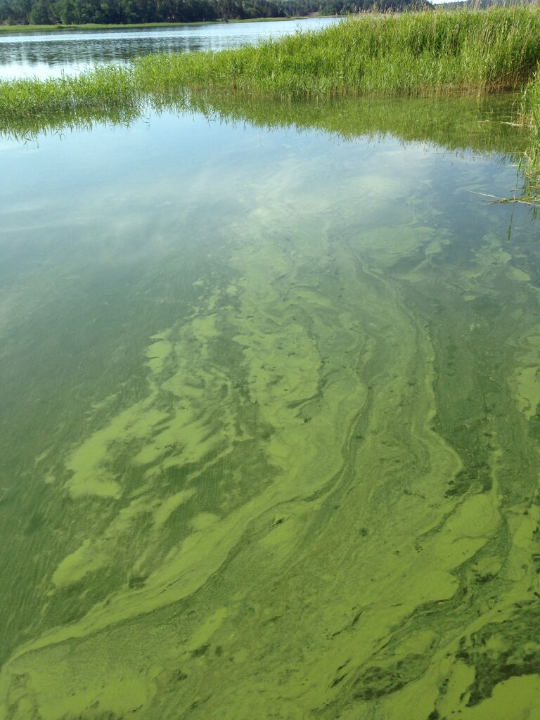 Hakkenpää - Tuulvesi-Ruissaarenaukko lokalahti-ObsIMG-201806171517-70.jpg
