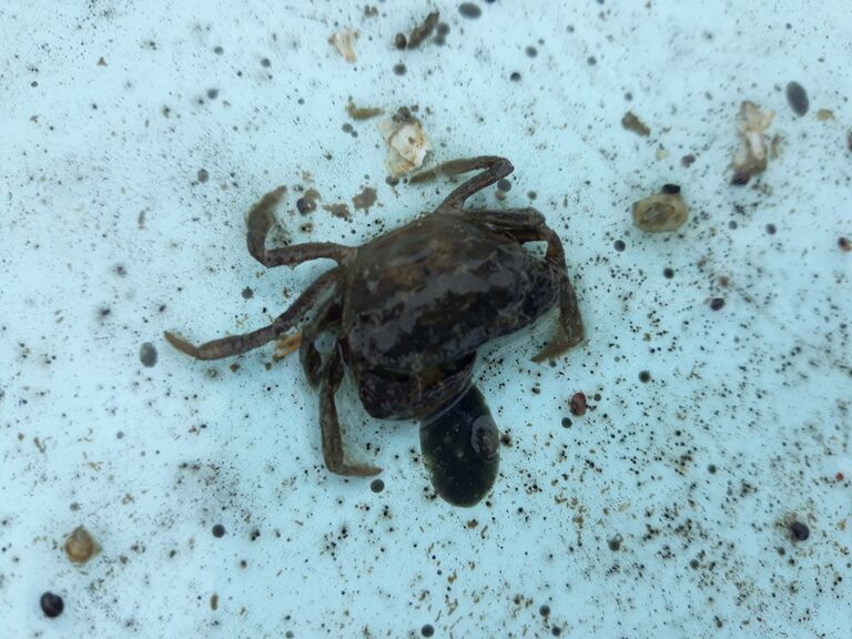 Iso- ja Pikku-Nauvon vesialue-Hästholm-ObsIMG-201708311500-48.jpg