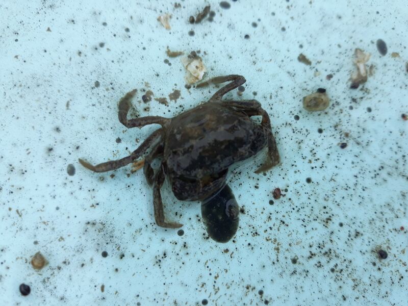 Tiedosto:Iso- ja Pikku-Nauvon vesialue-Hästholm-ObsIMG-201708311500-48.jpg