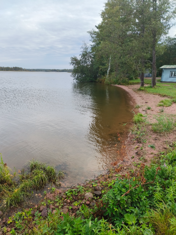 Köyliönjärvi (34.054.1.001)-Valtakunnallinen sinileväseuranta (Yttilän Otta)-ObsALG-202409110841-66e12dbcc59db.png