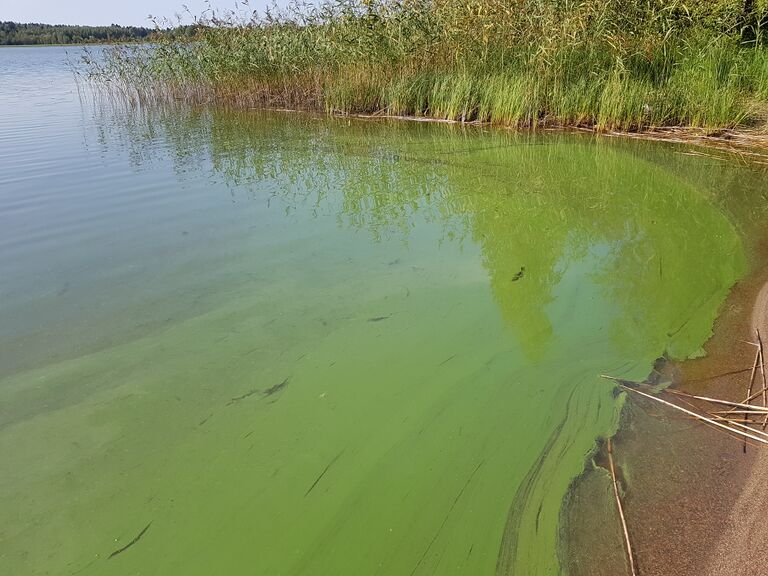 Kevätön (04.652.1.026)-Valtakunnallinen sinileväseuranta-ObsALG-201908271245-71.jpg