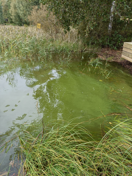 Tiedosto:Kyrösjärvi (35.521.1.001)-Luhalahti venesatama-ObsIMG-202309101012-650c8b84061f9.png