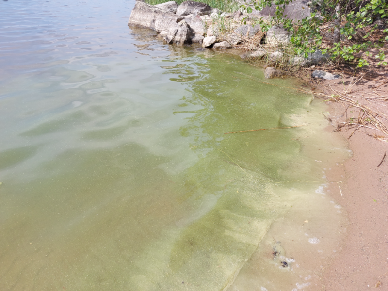 Tiedosto:Leppävesi (14.311.1.001)-Havaintopaikka 4-ObsALG-202306201642-6491ad4cee1ba.png