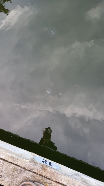 Tiedosto:Porvoo-Helsinki-Isosaaren vierasvenelaituri-ObsJELLY-202208221830-6303cffe1e13a.png