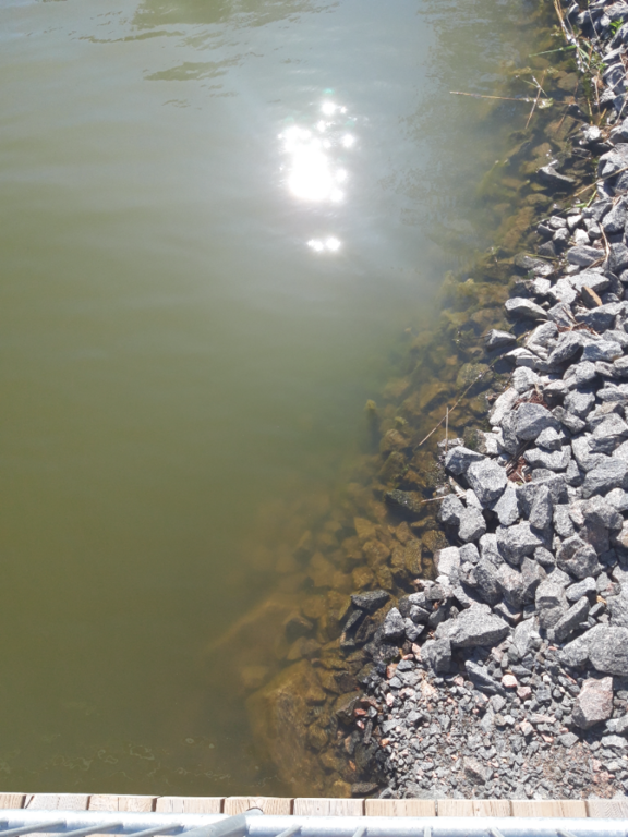 Pyhäjärvi (34.031.1.001)-Valtakunnallinen sinileväseuranta (Katismaan uimaranta)-ObsALG-202406041024-665ec16bc6655.png