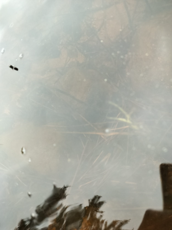 Rytinkijärvi (61.522.1.001)-Valtakunnallinen sinileväseuranta (Rytinkisalmi)-ObsIMG-202506170957-1750143534145.png