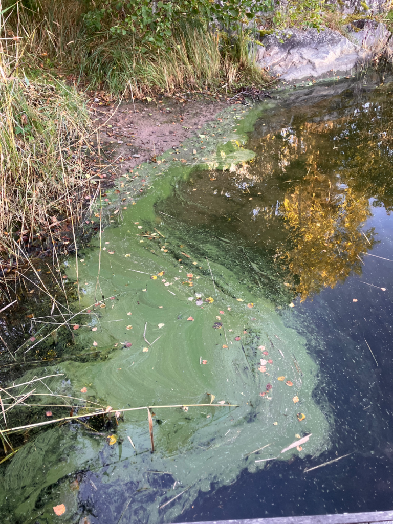 Box-Furuholm, Skåldö, Tammisaari-ObsIMG-202509281200-68d95499de43e.png