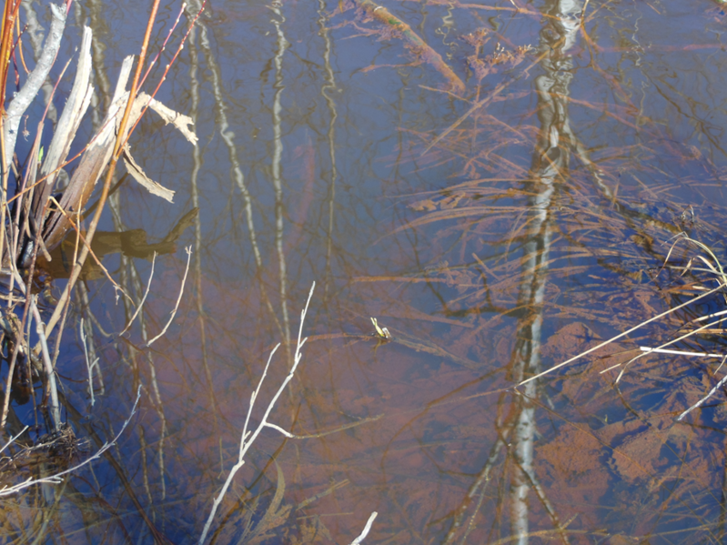 Tiedosto:DSCN5840 Alue4 läpinäkyvyys.png