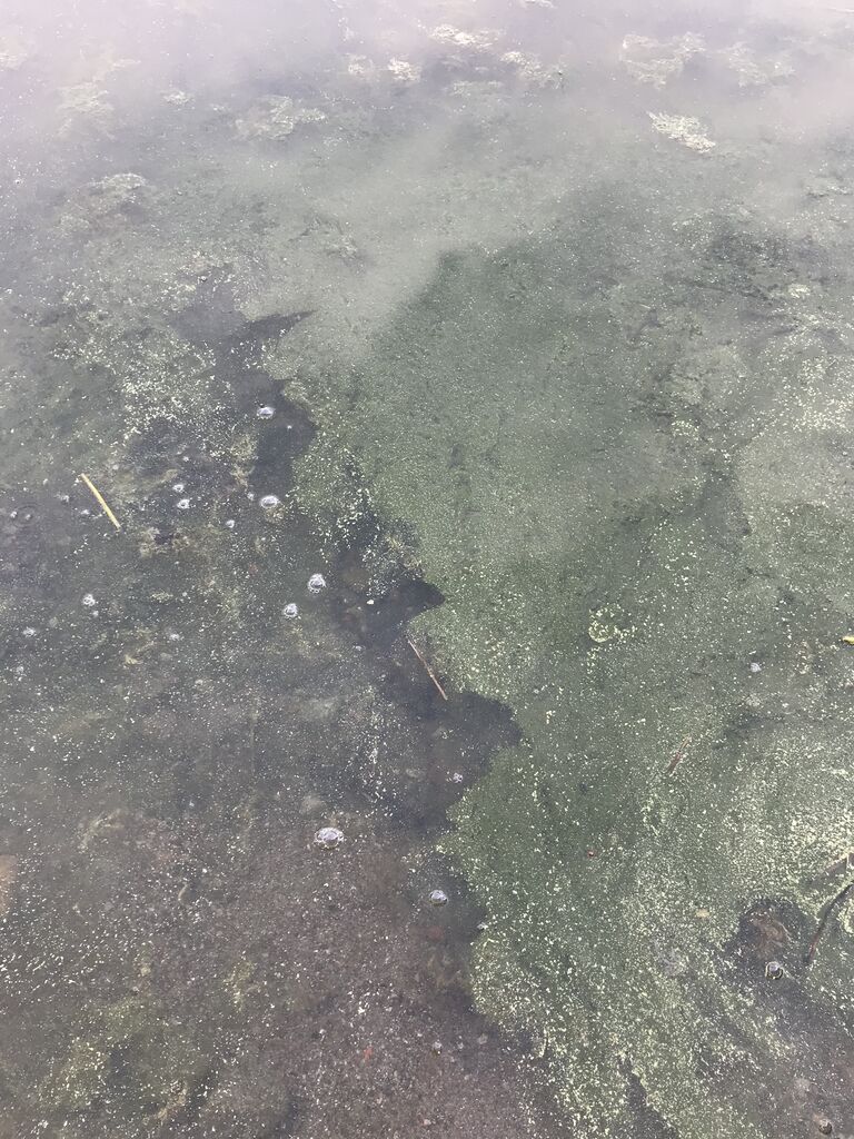 Emäsalo-Svartbäck, Sipoo-ObsIMG-202006081835-51.jpeg