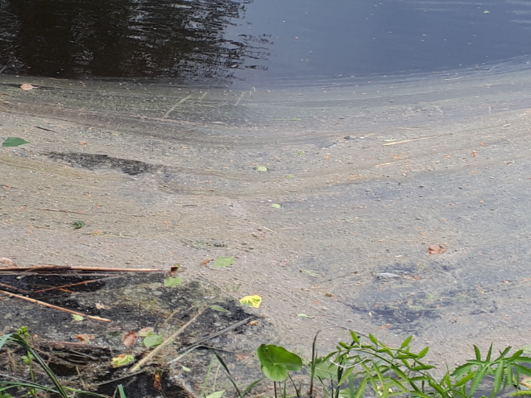 Kallavesi (yhd.)-Rotarien sinileväseuranta (Puutossalmi)-ObsIMG-202206280943-62bb40759fbc6.png