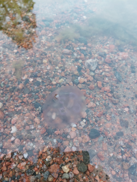 Tiedosto:Kruunuvuorenselkä-Tullisaaren uimapaikka-ObsJELLY-202409080709-66df2ab5763e7.png