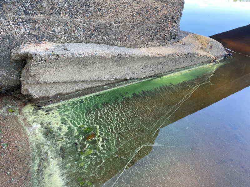 Tiedosto:Kyrösjärvi (35.521.1.001)-Valtakunnallinen sinileväseuranta (Paijalanranta)-ObsIMG-202507091300-1752055325458.png